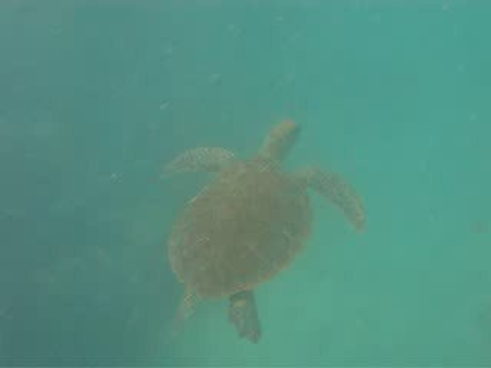 55 Cairns snorkeling barriere de corail en mode sous marin