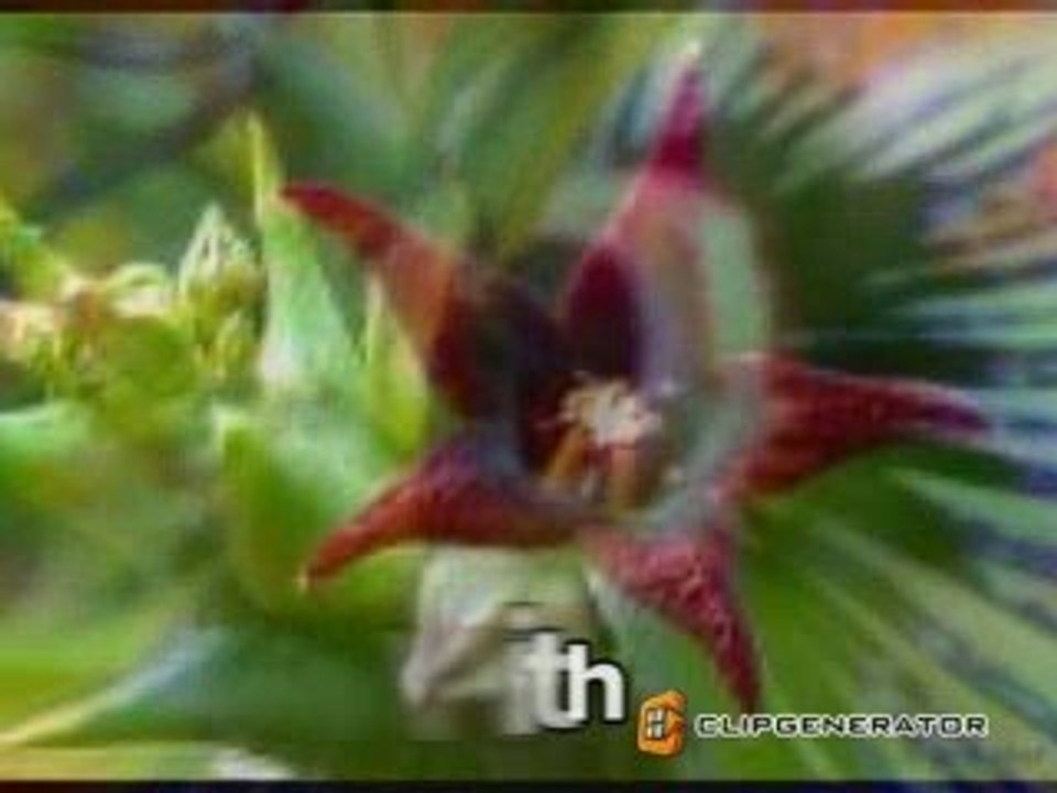 Refreshing Flowers
