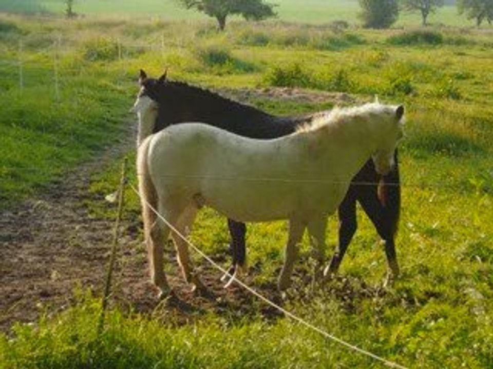 26/04/2009 Tribal 2 ans !!!