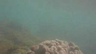 56 Cairns Snorkeling en mode sous marin poisson corail