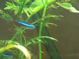 neon tetra mouth disease