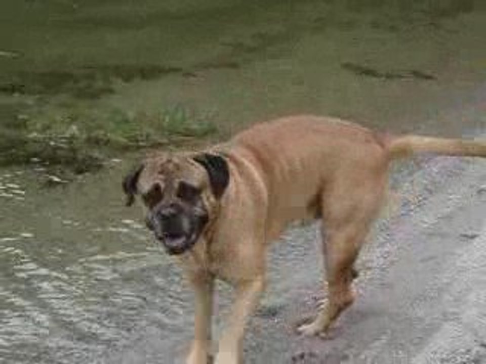 Cesar in Lago di Idro