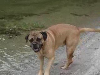 Cesar in Lago di Idro
