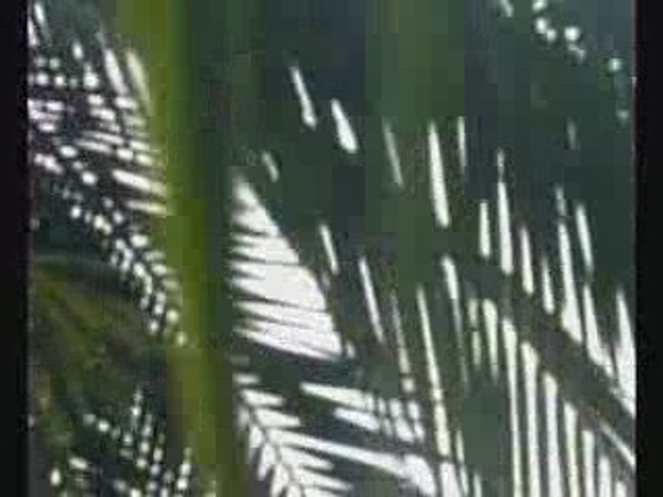 Plumes coco volent