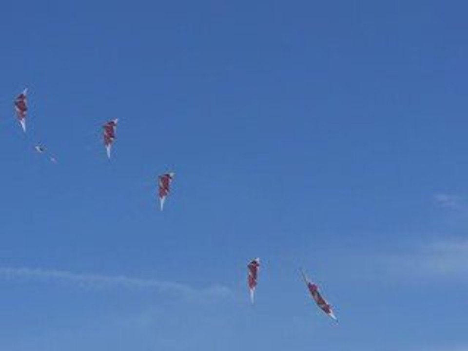 Cerf_ volant à Berck