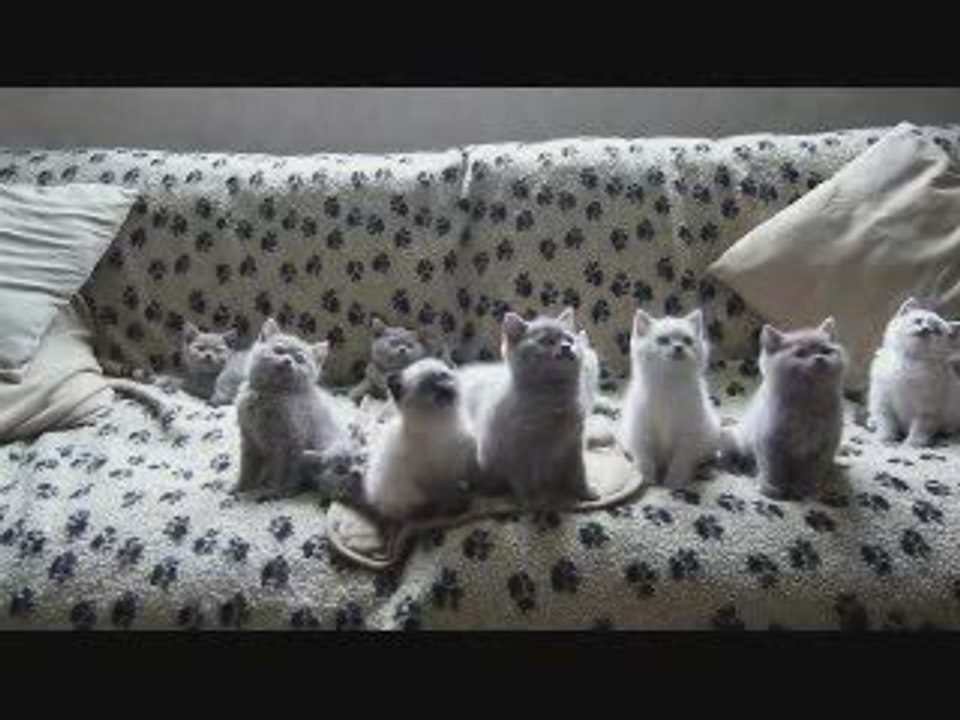 Chatons-tete-rythme