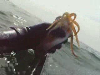 chasse sous marine sortie du 24/04