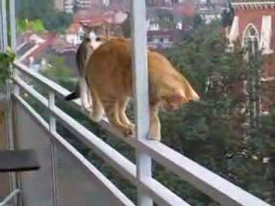 Chat-vertige