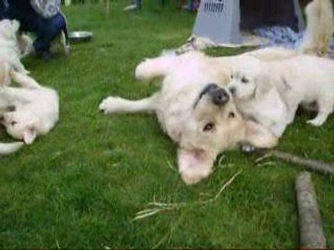 les bébés à 6 semaines avec blue.