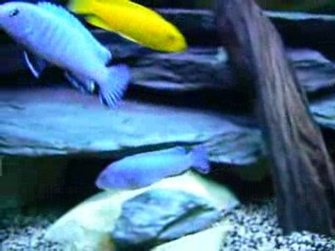 Pseudotropheus Socolofi F1