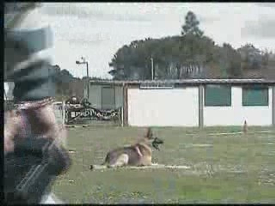 Cerberes