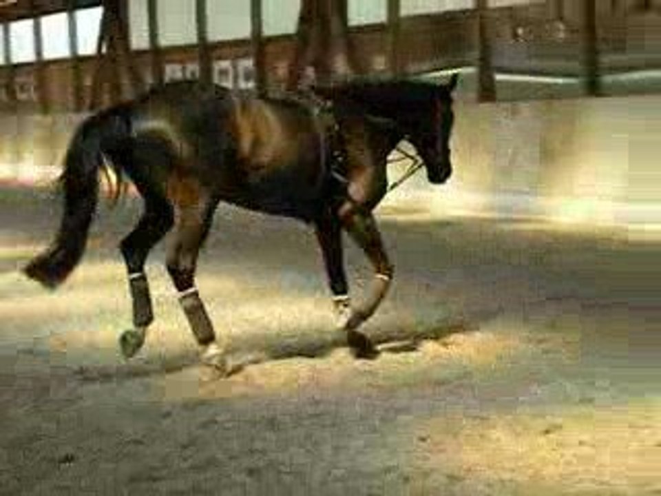Sirius an der Longe
