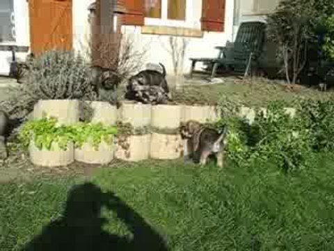 Jeux de bébés schnauzer géants 1