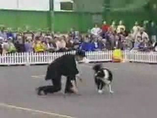 Concours-maitre-chien