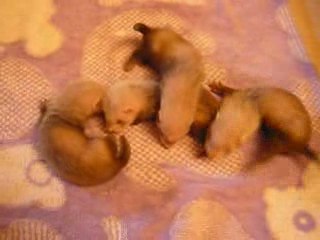 Vidéo furetons femelles