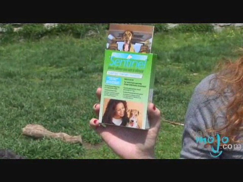 Simple Spring Dog Care Tips