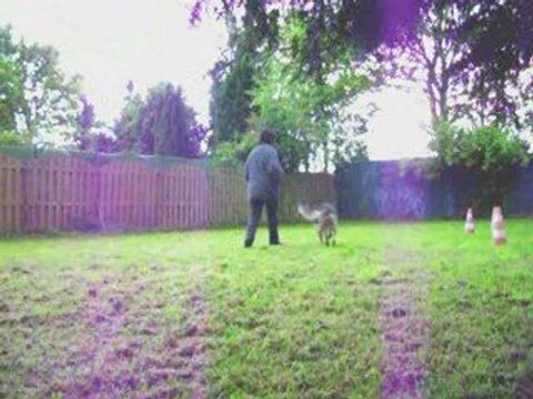 djune clicker training, obé rythmée