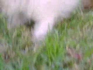 Grimper Lisa Simpson (3)