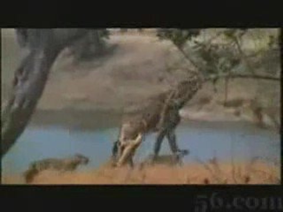 incroiyable (lion vs giraf)