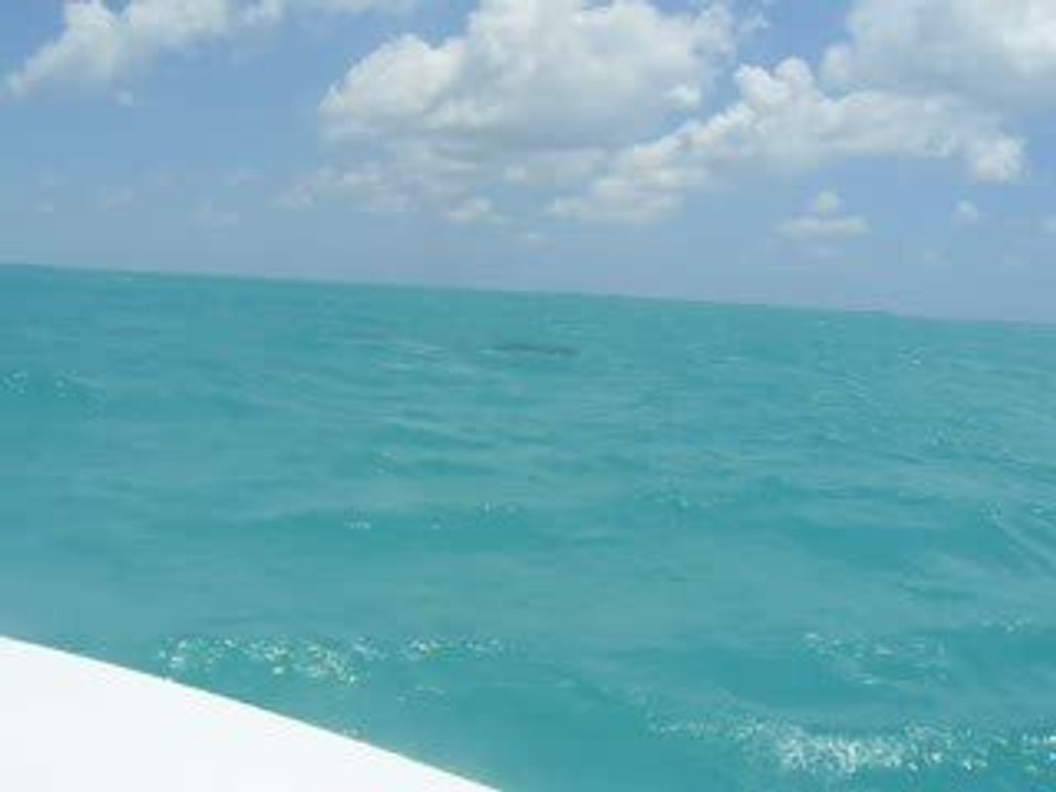 Dauphins au large de Key West