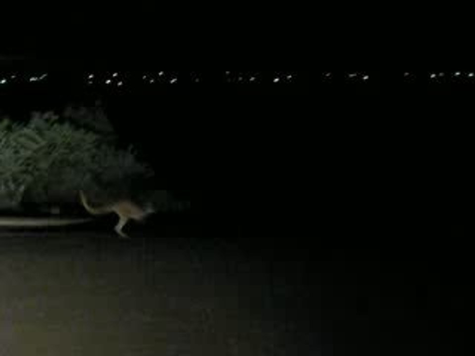 Kangourous