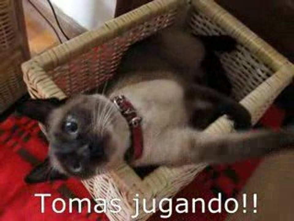 Tomas 654
