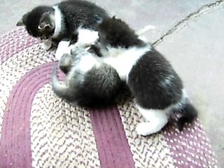 Kittens fighting to the death