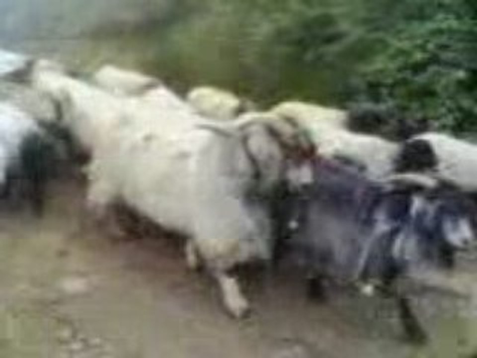 Yayla Dönüşü