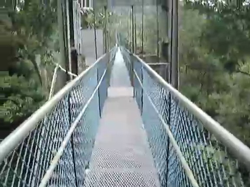 The MacRitchie Trails: HSBC Tree Top Walk