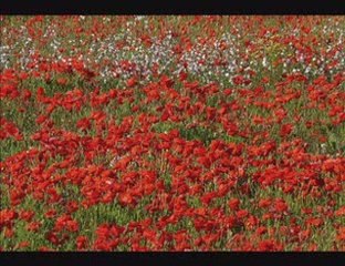 ERGÜN EFE YİNE ARZULADIM BİZİM ELLERİ