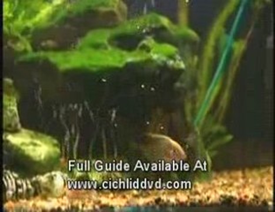 Fish Selection