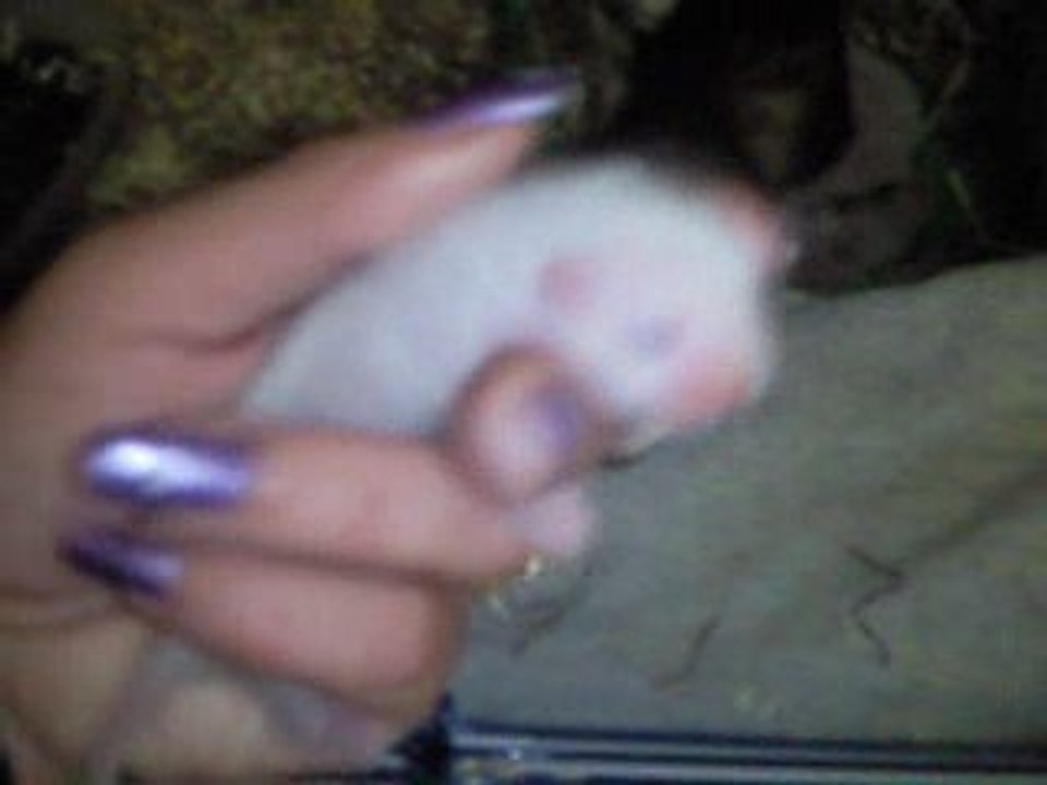 Vidéo0033