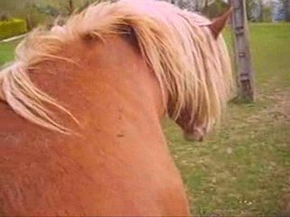 Canelle : les gratouilles !!