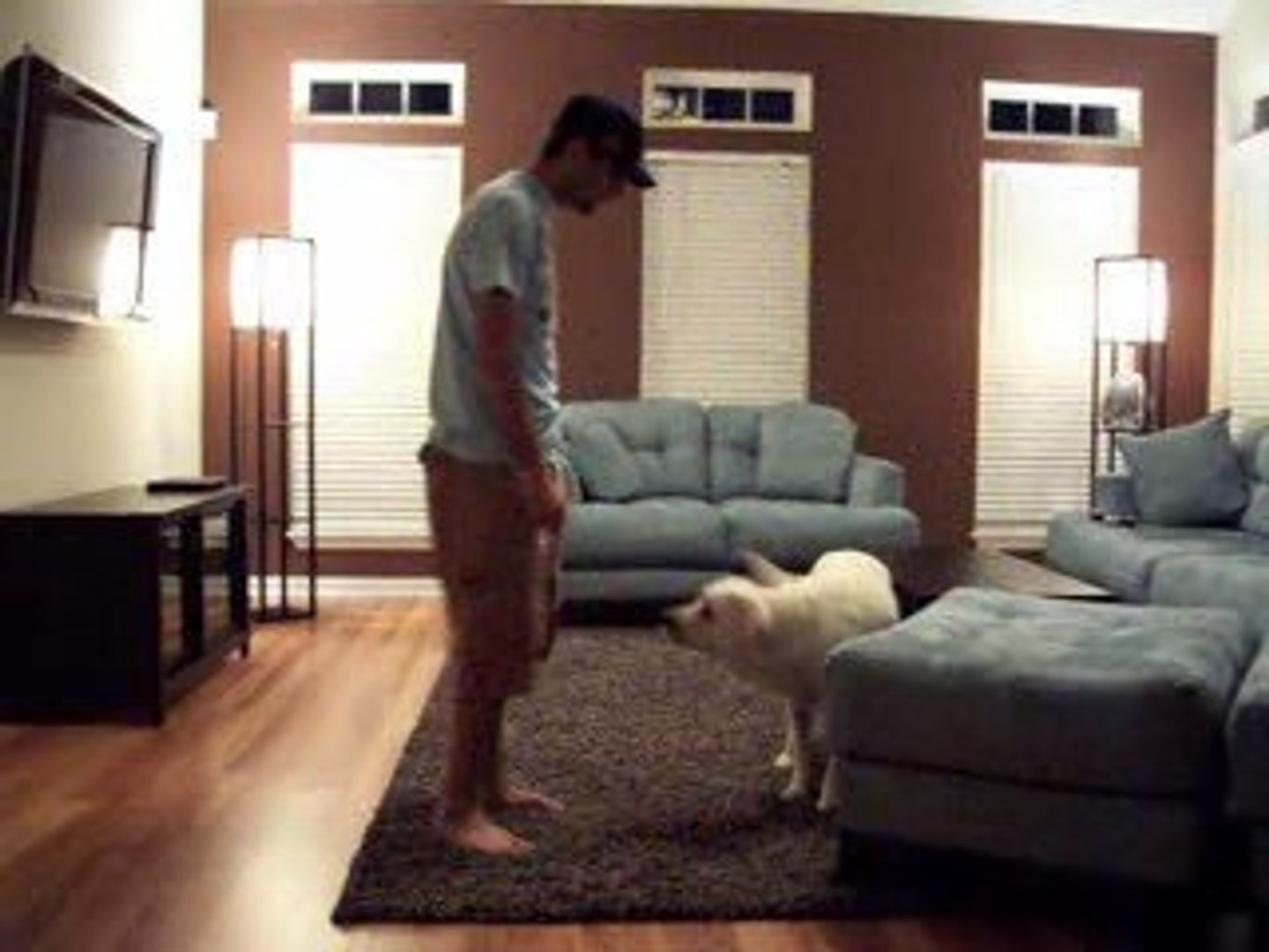 ⁣Labrador training demo