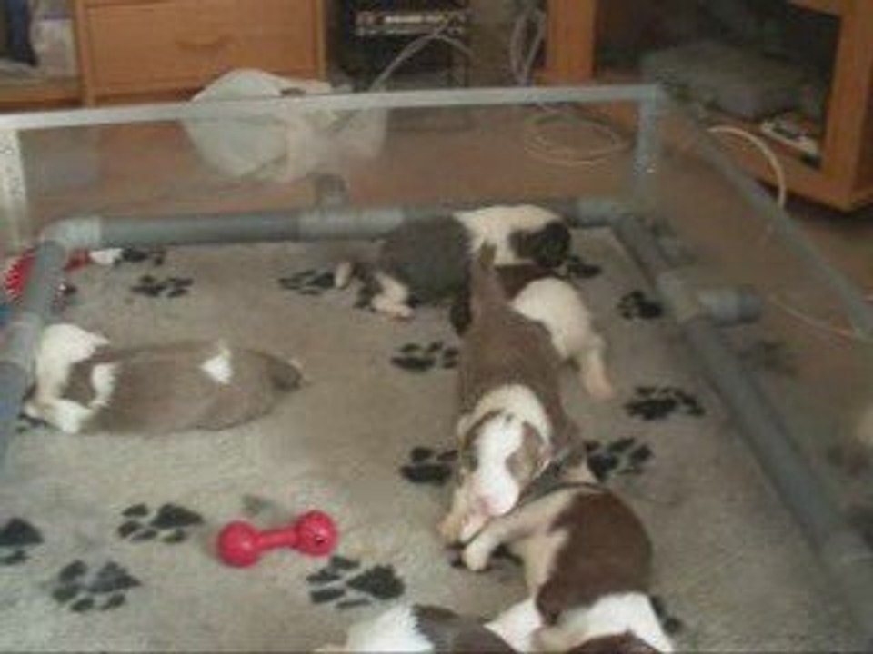 Jeux de chiots Bearded Collie 23.04.09