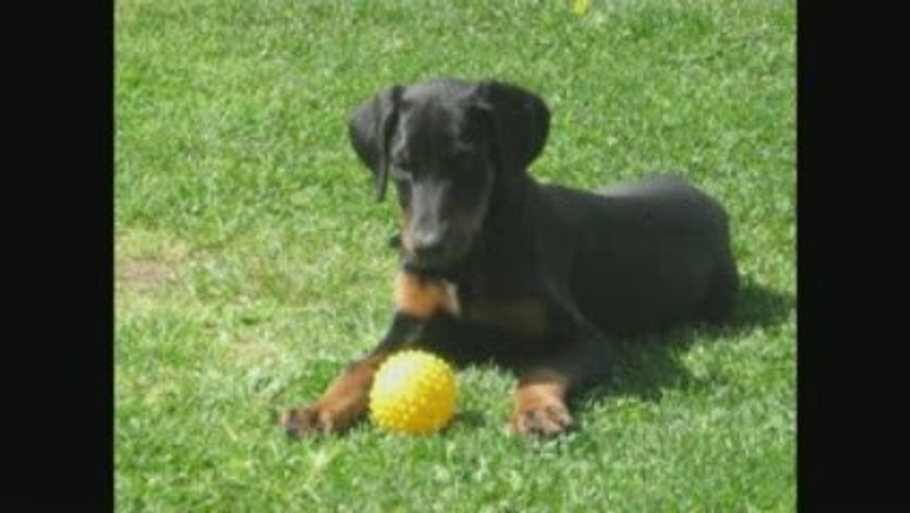 ERHA LA PETITE DOBERMANN
