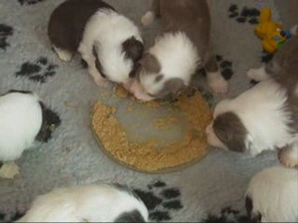1er repas des BB 27.04.09
