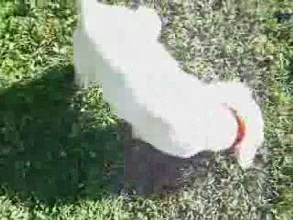 1er vidéo montage suis fiere >