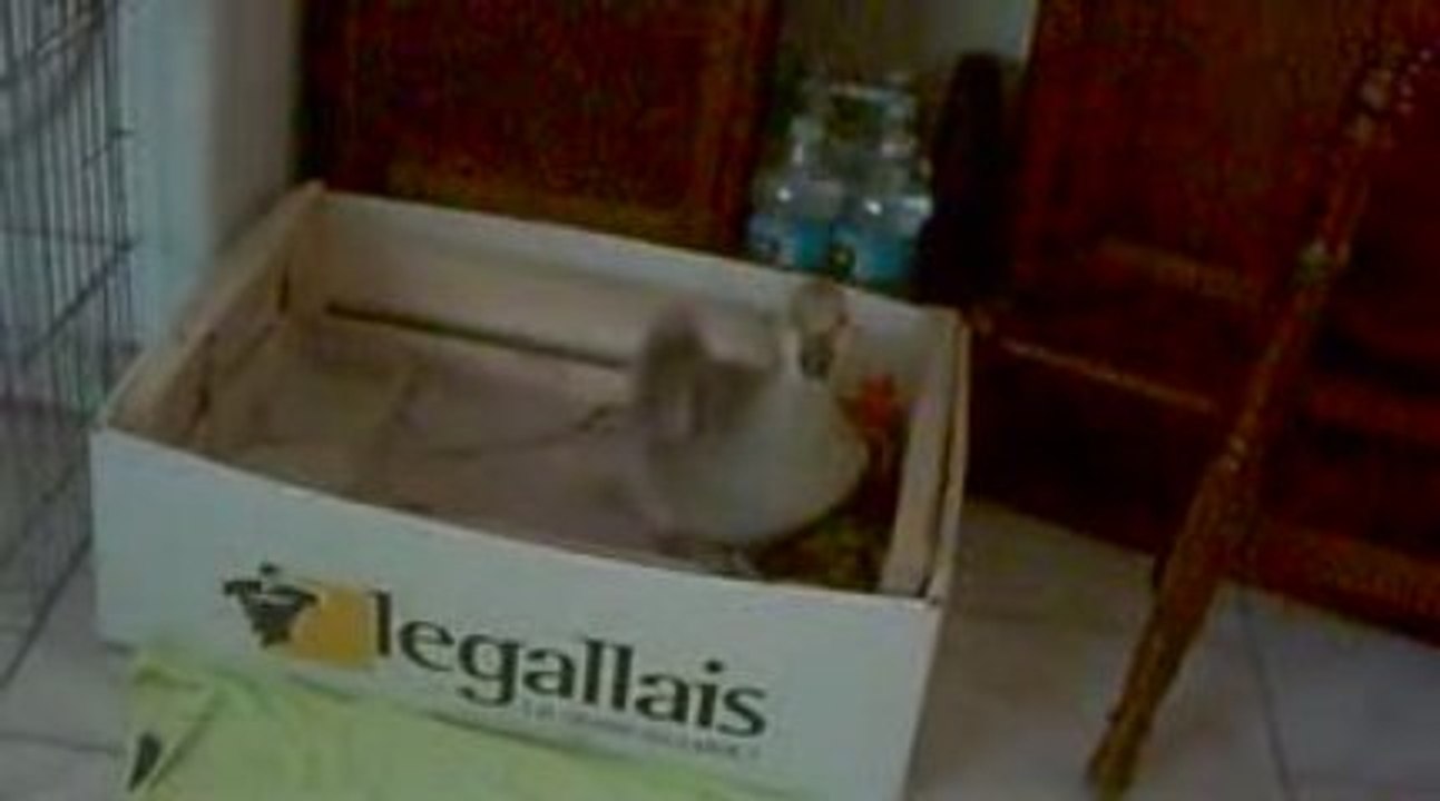 l'oie c est pas ce que tu croie<< c est des dinausores>>