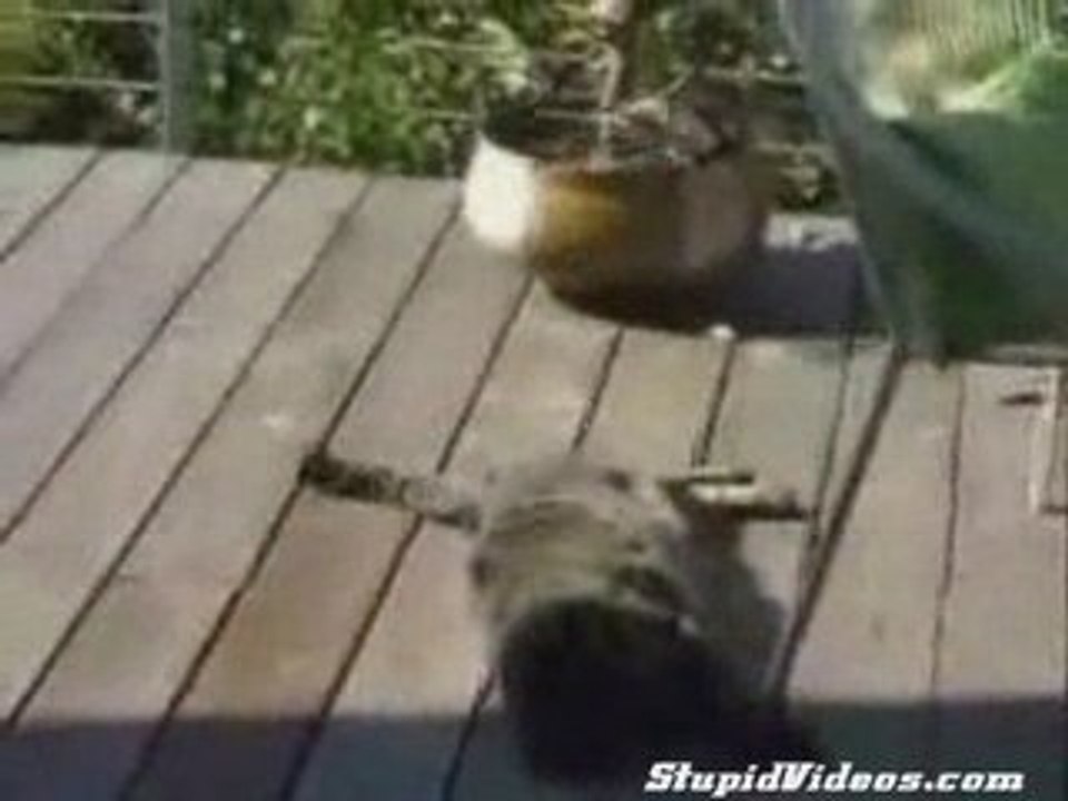 Bird vs Cat