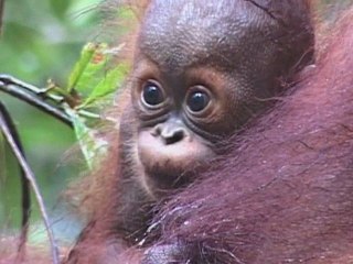 La campagne forêt de Greenpeace France