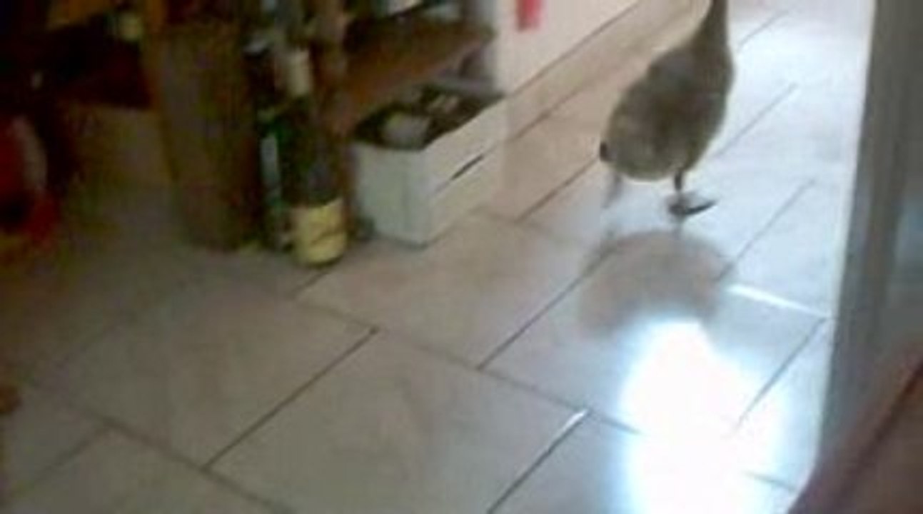 acte 2 le retour du dinausore <<