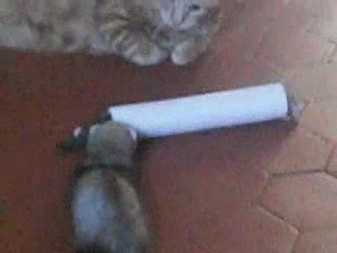 Mes furets et mon chat