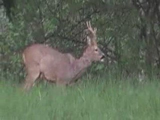 gros chevreuil seythenex