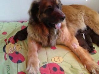 Video2 BB 28 avril 2009 026