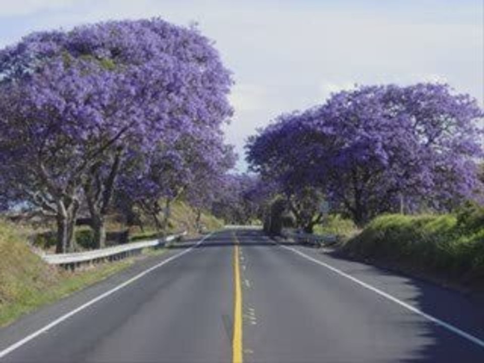 Zakaranda de Lolo sy ny Tariny