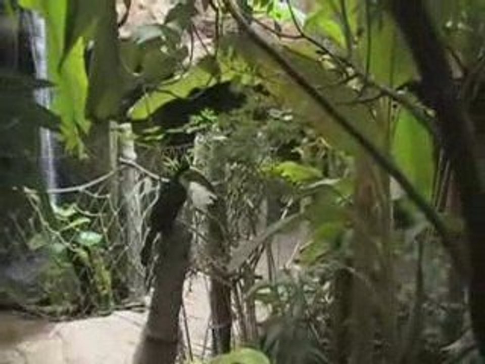 Visite zoo et aquarium d'Amnéville sbelenne