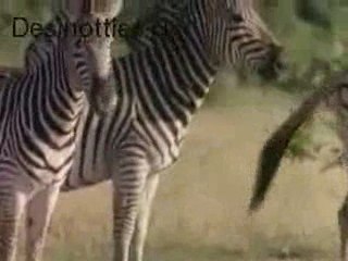 Animal Unusual Sexual Practices - Desihotties.net