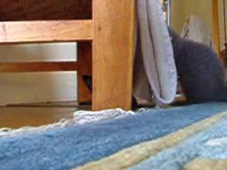 les chatons en pleine forme