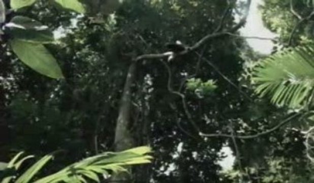 Le génocide de Léopold II, roi des Belges, au Congo (part 3)